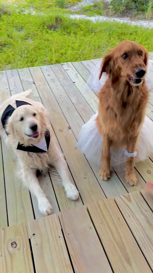 Post 6 by Along Came Polly Rosie Bubba on TikTok (video)