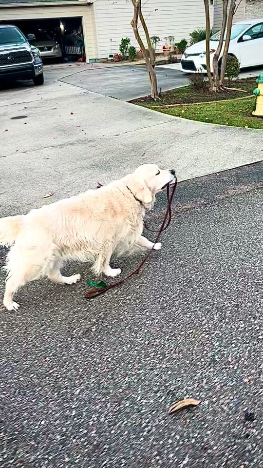 Post 3 by Along Came Polly Rosie Bubba on TikTok (video)