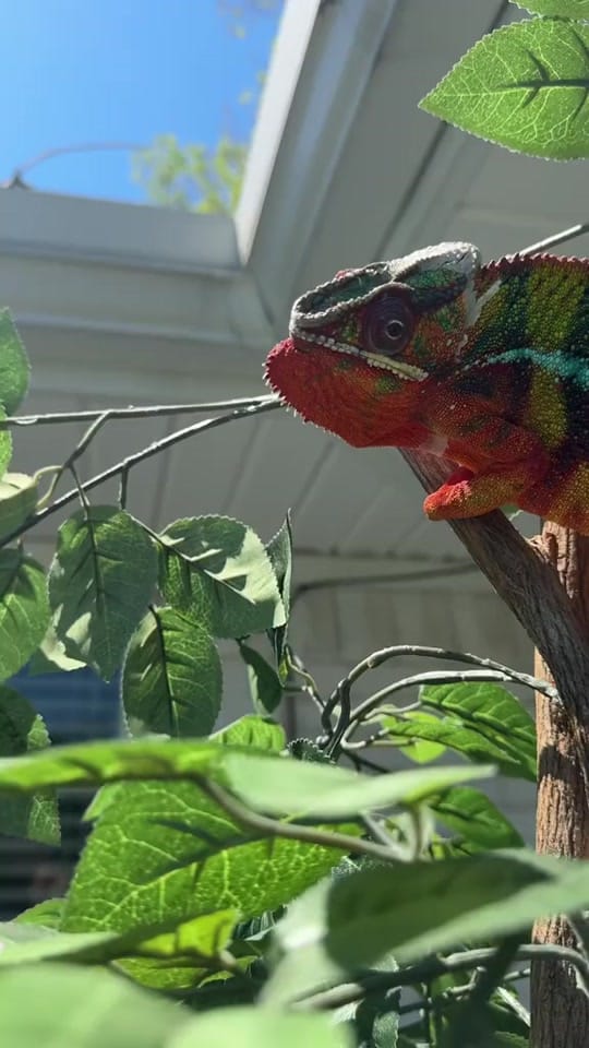 Post 4 by Neptune the Chameleon on TikTok (video)