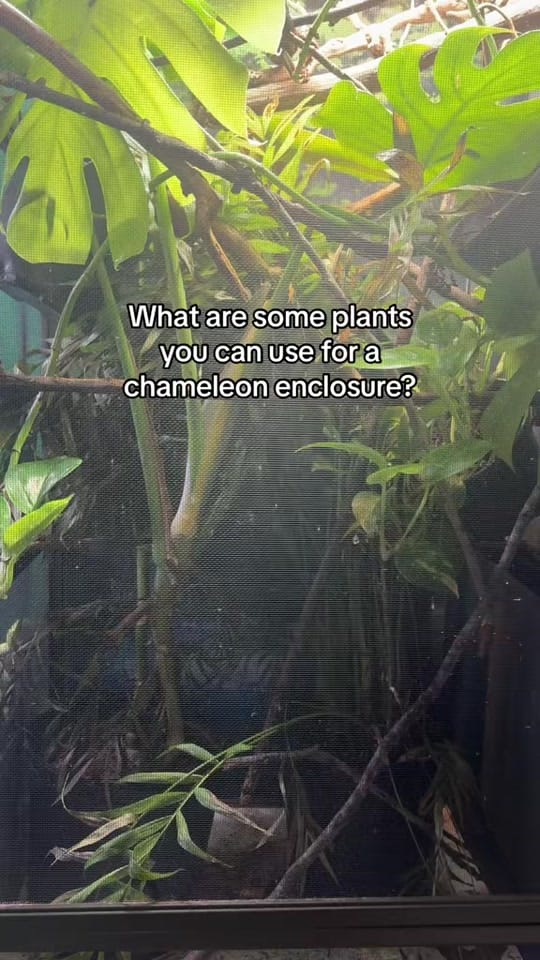 Post 6 by Neptune the Chameleon on TikTok (video)