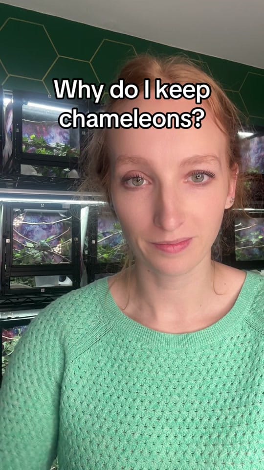 Post 1 by Neptune the Chameleon on TikTok (video)