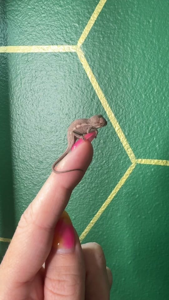 Post 10 by Neptune the Chameleon on TikTok (video)