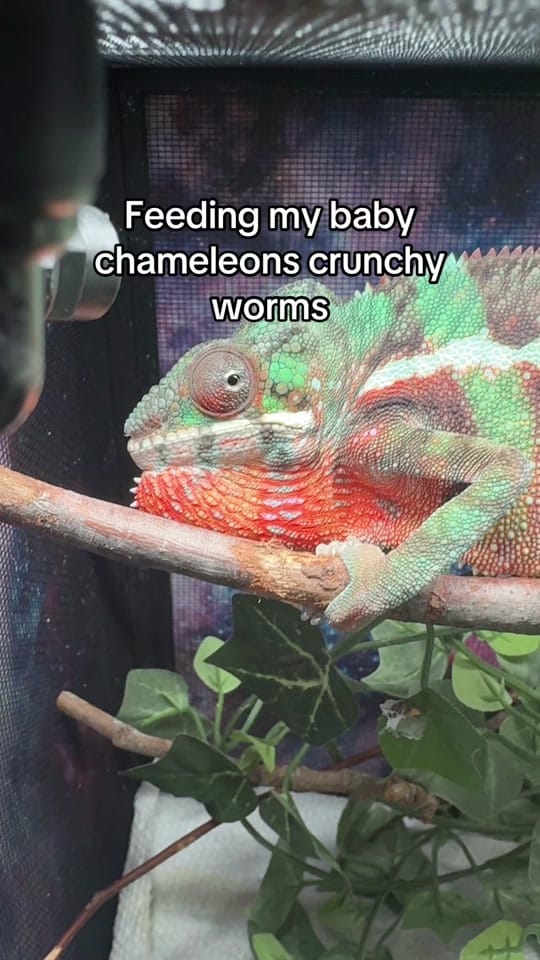 Post 5 by Neptune the Chameleon on TikTok (video)
