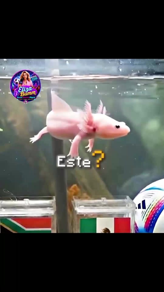 Post 2 by Eliza Bumm on TikTok (video)