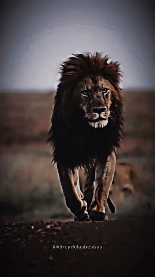 Post 9 by El Rey De Las Bestias 🦁 on TikTok (video)