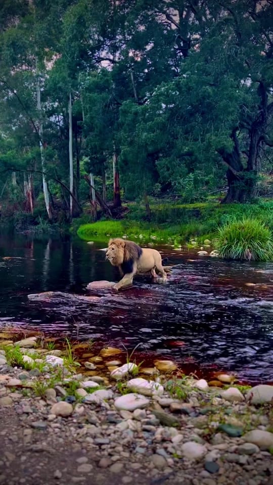 Post 7 by El Rey De Las Bestias 🦁 on TikTok (video)