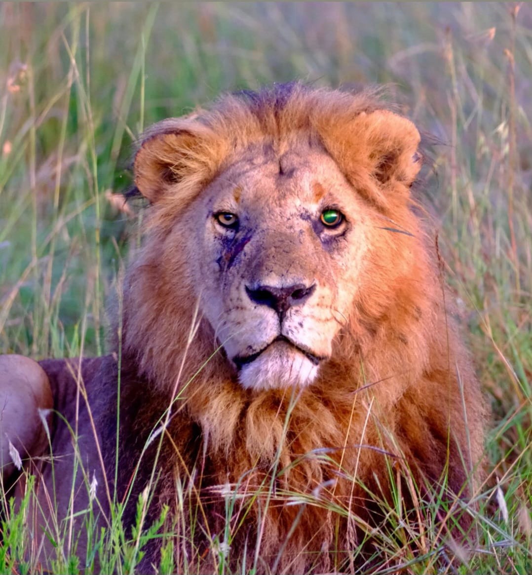 Post 5 by El Rey De Las Bestias 🦁 on TikTok (video)