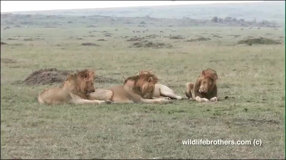 Post 6 by El Rey De Las Bestias 🦁 on TikTok (video)
