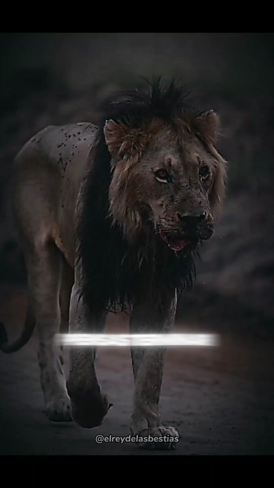 Post 8 by El Rey De Las Bestias 🦁 on TikTok (video)