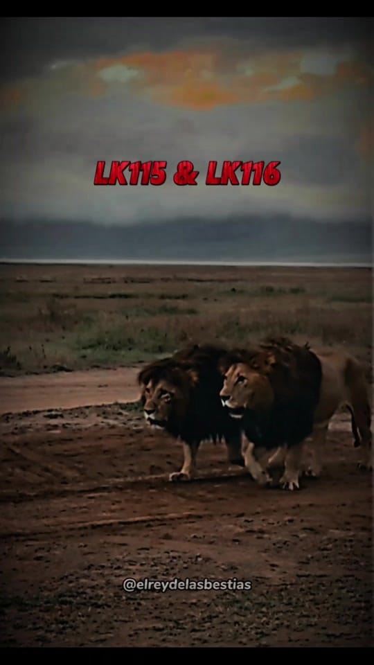 Post 2 by El Rey De Las Bestias 🦁 on TikTok (video)