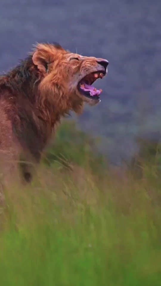 Post 10 by El Rey De Las Bestias 🦁 on TikTok (video)
