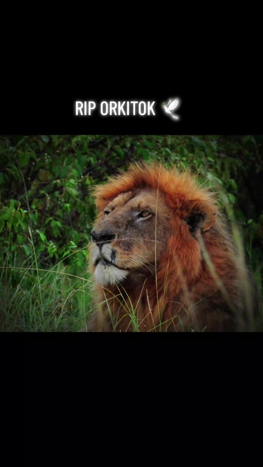 Post 3 by El Rey De Las Bestias 🦁 on TikTok (video)