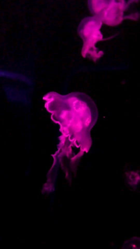 Post 5 by arilalo on TikTok (video)