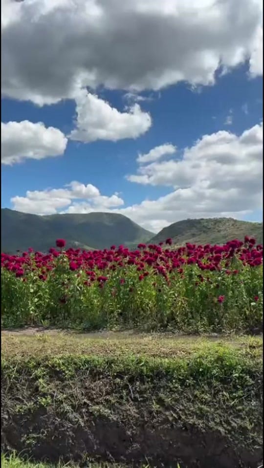 Post 1 by 𝐶𝑜𝑛𝑡𝑒𝑥𝑡𝑜𝑠 𝑁𝑜𝑡𝑖𝑐𝑖𝑎𝑠 on TikTok (video)
