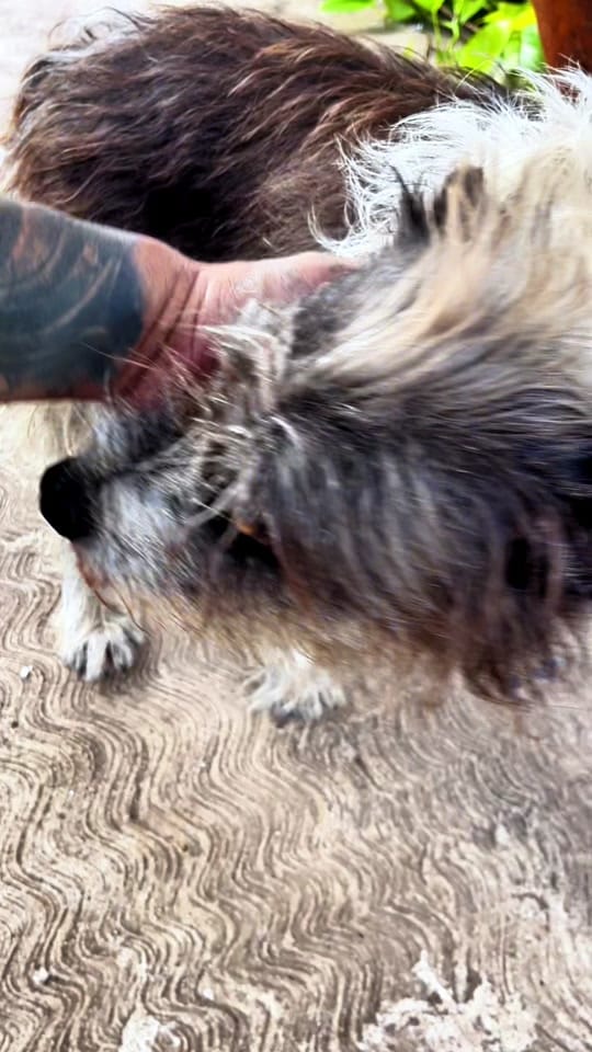 Post 2 by Junior Castañeda on TikTok (video)