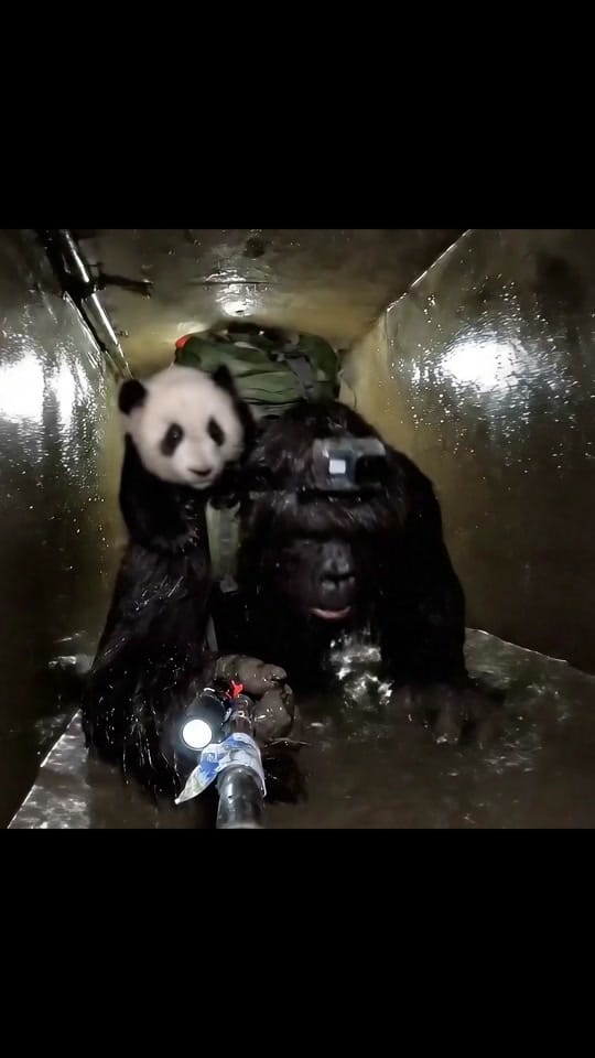 Post 7 by bigfootblogsmx on TikTok (video)