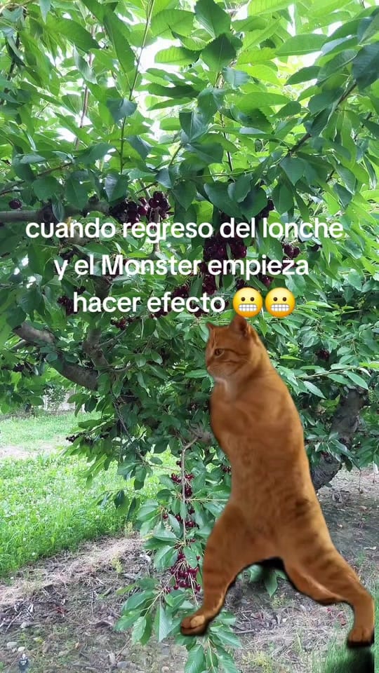 Post 3 by Flavio Garcia Cruz on TikTok (video)