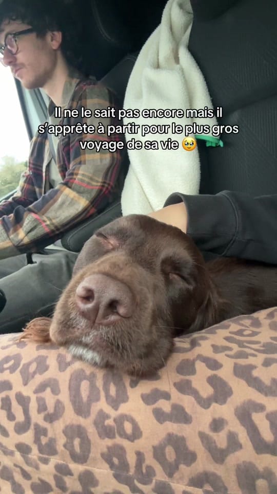 Post 4 by Manon&Marceau on TikTok (video)
