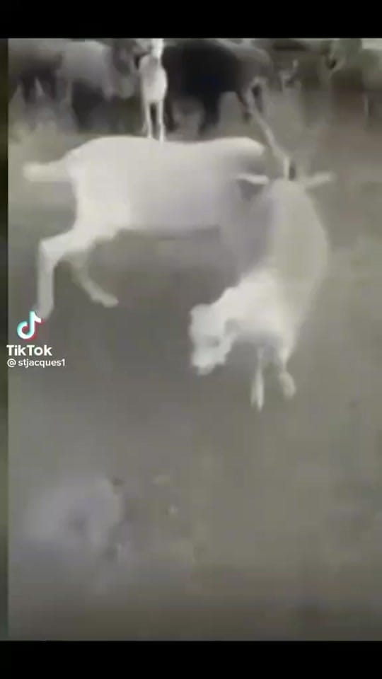 Post 8 by Yahirvipl on TikTok (video)
