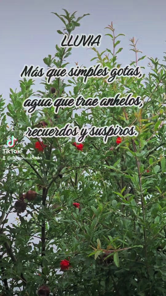 Post 9 by Chihuahua a través de mi lente on TikTok (video)