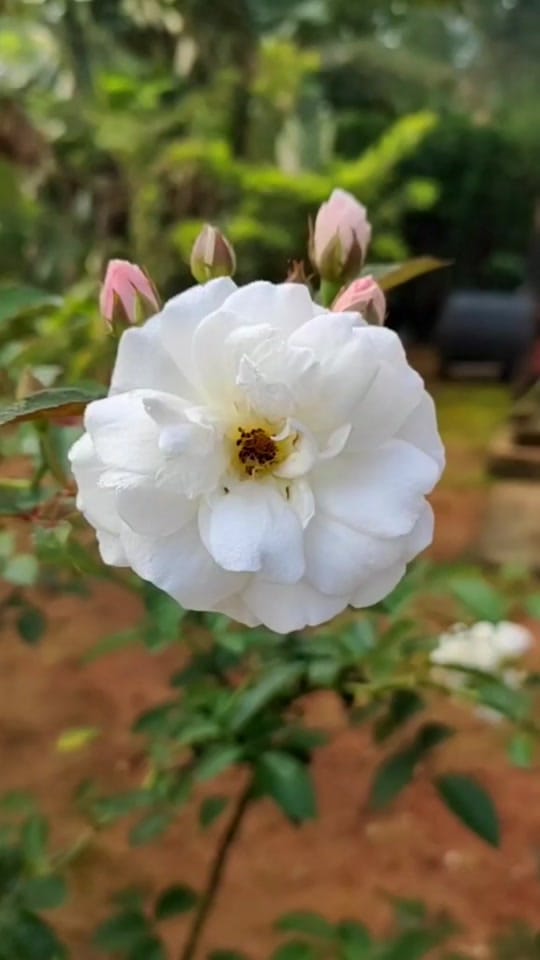 Post 7 by Rodrigo Pérez Estrada on TikTok (video)