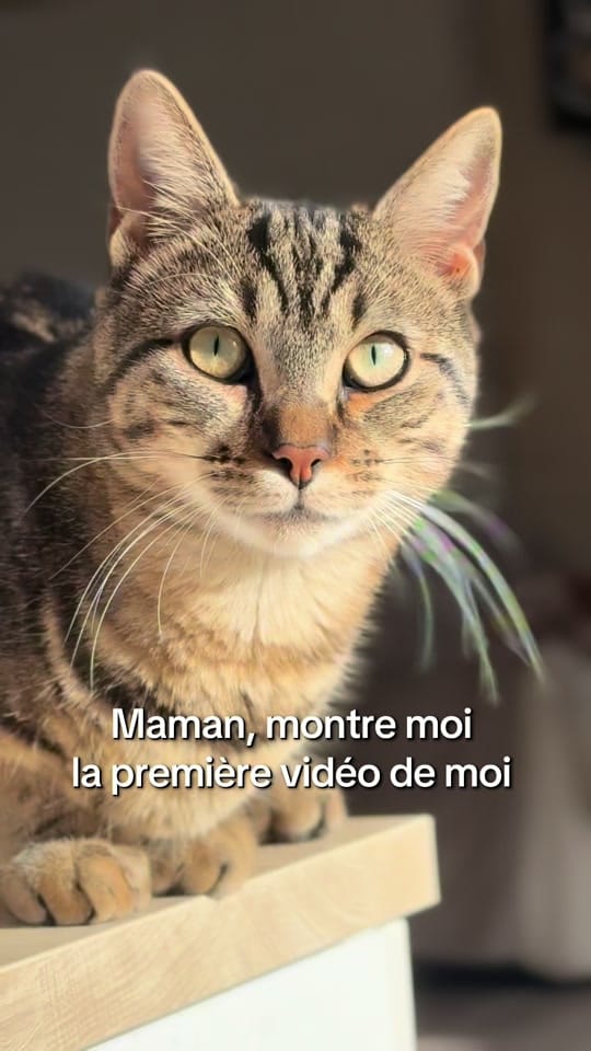 Post 5 by MrsLaurie on TikTok (video)