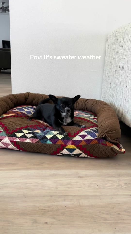 Post 7 by Boot Scootin’ Crochet for Pets on TikTok (video)