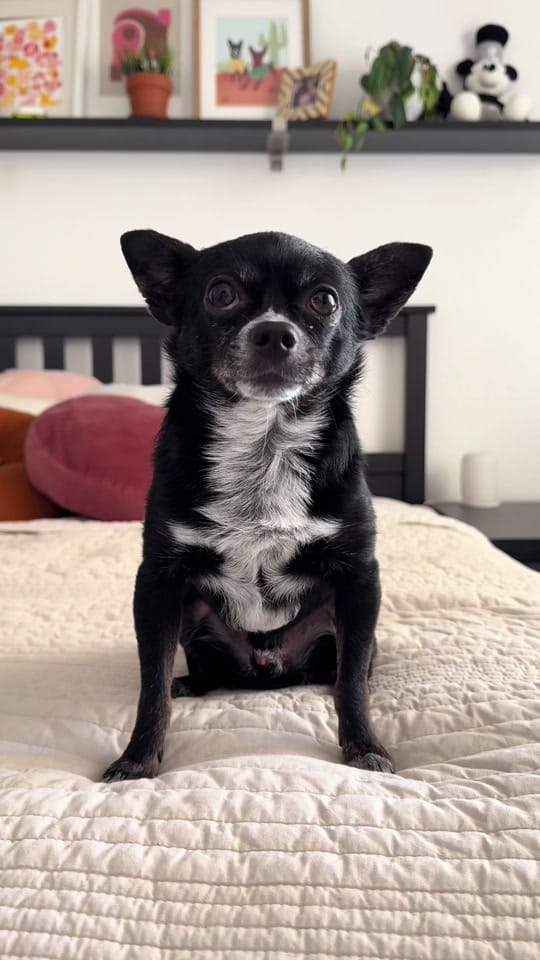 Post 3 by Boot Scootin’ Crochet for Pets on TikTok (video)