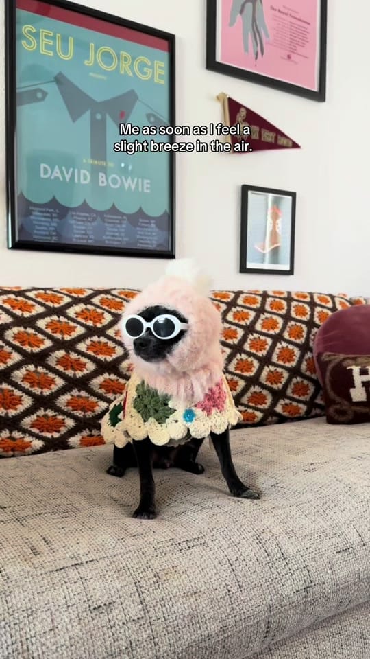 Post 5 by Boot Scootin’ Crochet for Pets on TikTok (video)