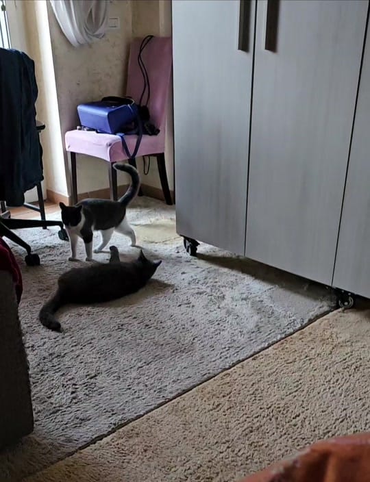 Post 8 by Efrosinia on TikTok (video)