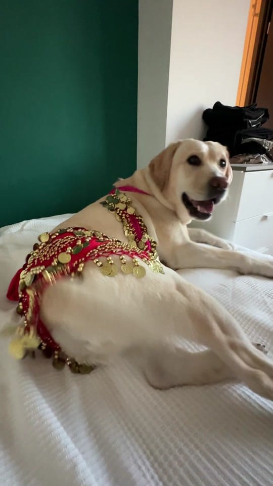 Post 8 by Sticky Rice Mady on TikTok (video)
