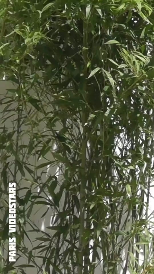 Post 10 by parisvideostars on TikTok (video)