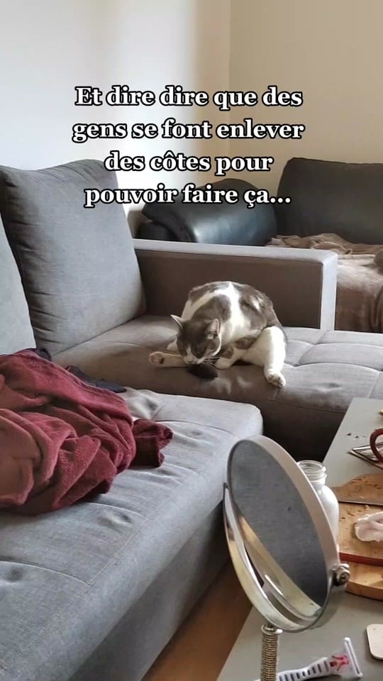 Post 4 by Sunny Le Chat on TikTok (video)