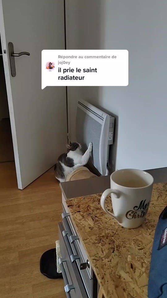Post 7 by Sunny Le Chat on TikTok (video)