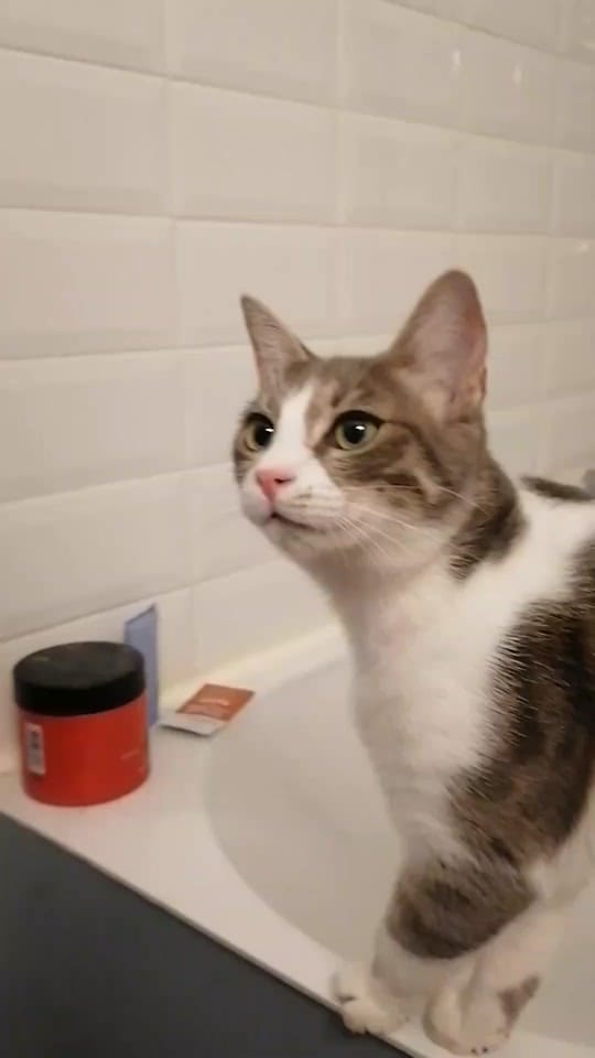 Post 3 by Sunny Le Chat on TikTok (video)