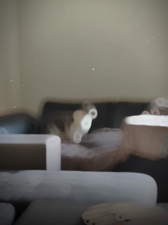 Post 10 by Sunny Le Chat on TikTok (video)