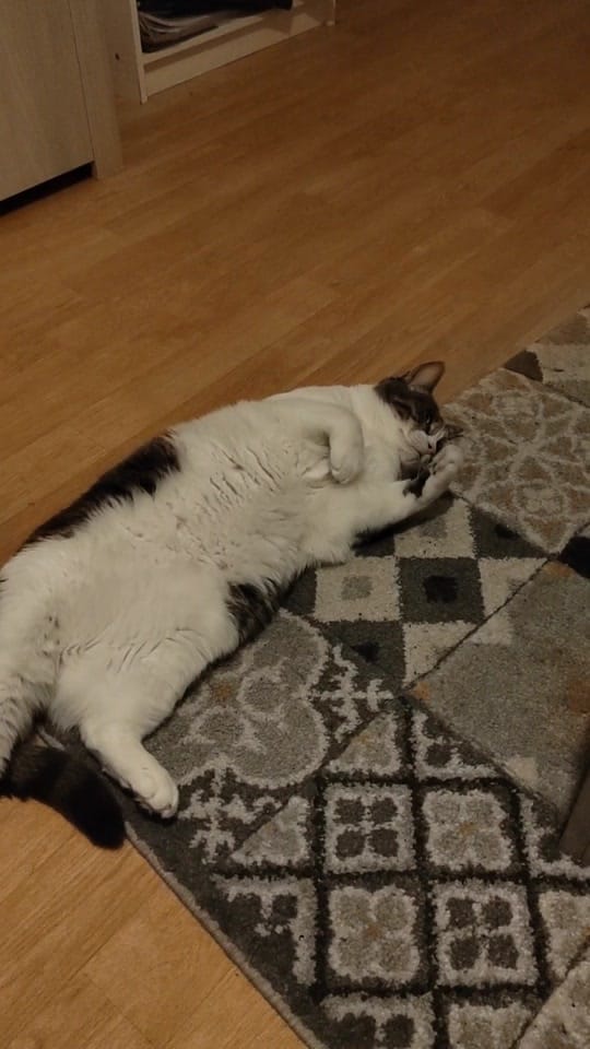 Post 1 by Sunny Le Chat on TikTok (video)