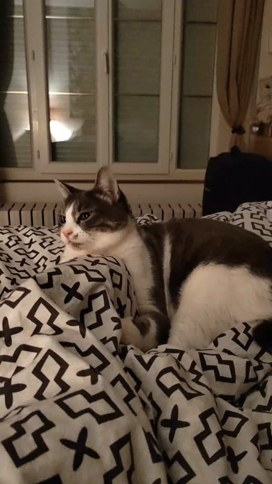 Post 9 by Sunny Le Chat on TikTok (video)