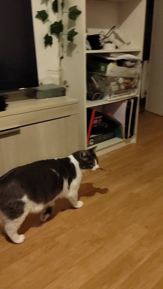 Post 2 by Sunny Le Chat on TikTok (video)