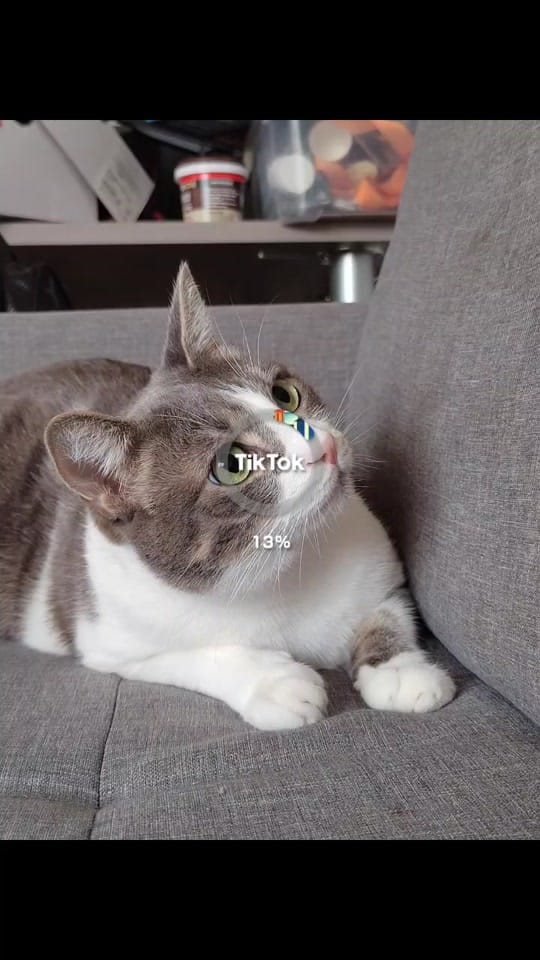 Post 5 by Sunny Le Chat on TikTok (video)