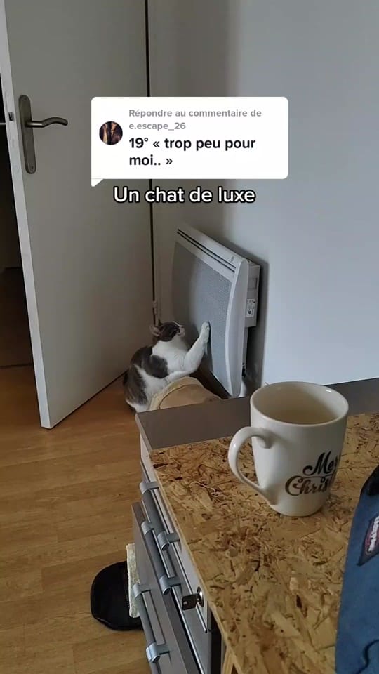 Post 8 by Sunny Le Chat on TikTok (video)