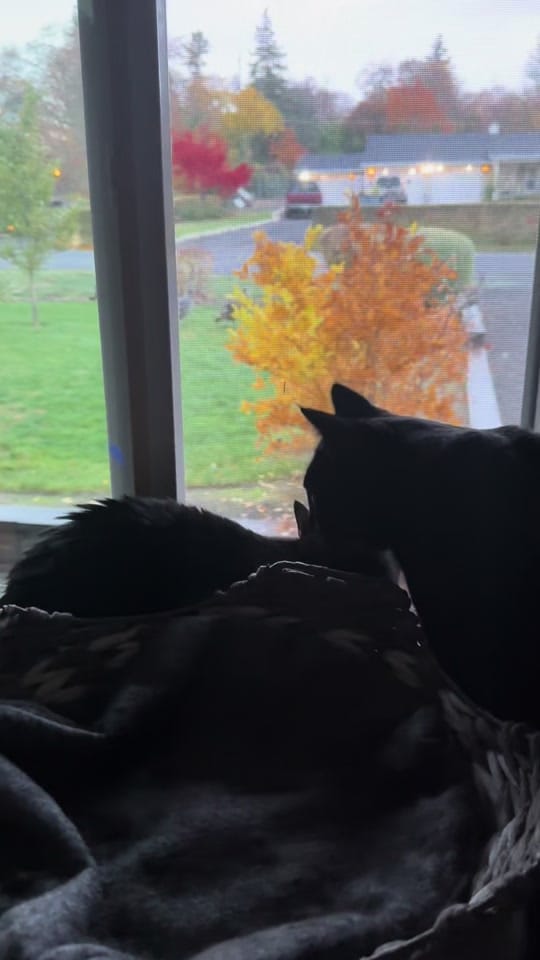 Post 9 by Henry on TikTok (video)