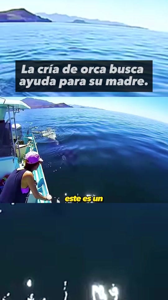 Post 9 by DocuDosis on TikTok (video)