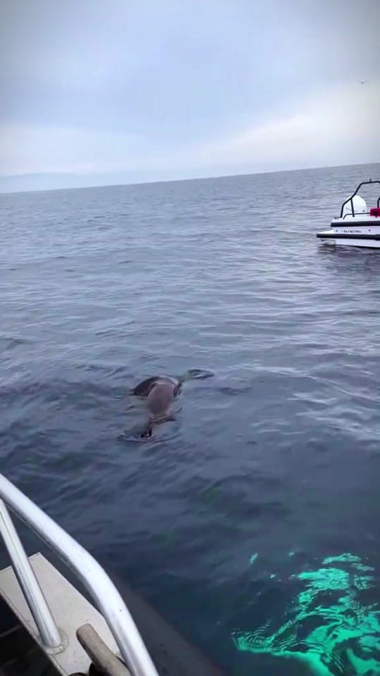 Post 4 by DocuDosis on TikTok (video)