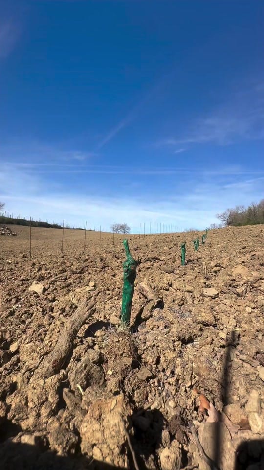 Post 10 by thewinearound on TikTok (video)