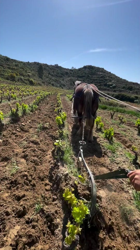 Post 5 by thewinearound on TikTok (video)