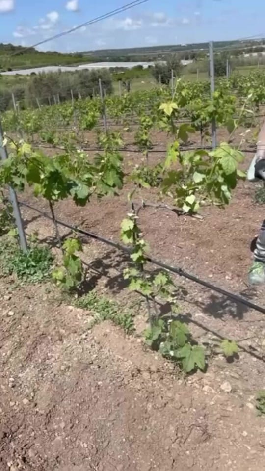 Post 3 by thewinearound on TikTok (video)