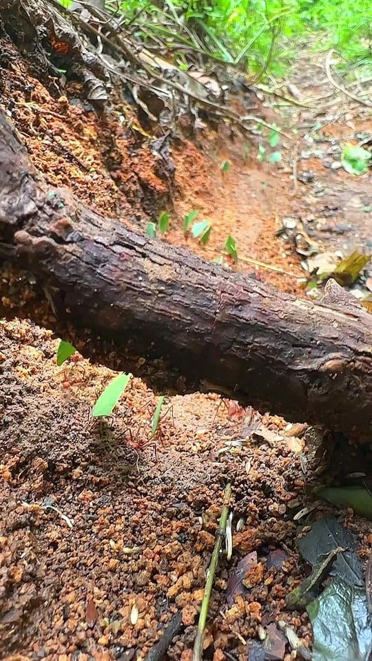 Post 5 by SOY NAYKING on TikTok (video)