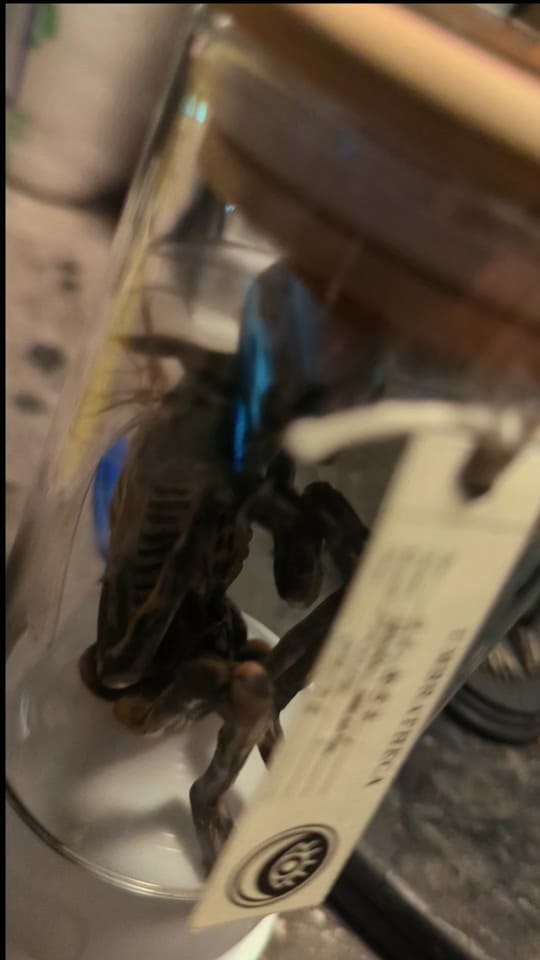 Post 4 by umbratheca on TikTok (video)