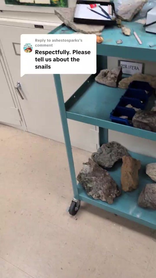 Post 8 by LukeDoesTikTok🦖🐌 on TikTok (video)